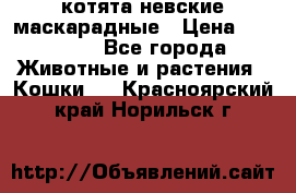 котята невские маскарадные › Цена ­ 18 000 - Все города Животные и растения » Кошки   . Красноярский край,Норильск г.